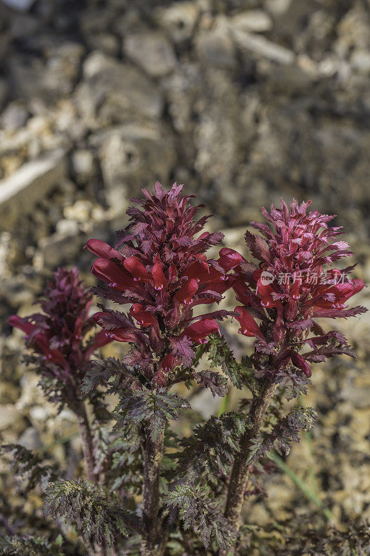 印度的战士;Pedicularis densiflora;Modini Mayacamas Precerve，索诺马县，加利福尼亚州，蛇形地区;列当科,红色的花